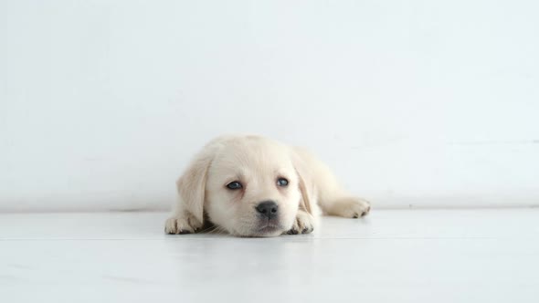 Portrait of resting labrador puppy on a white floor