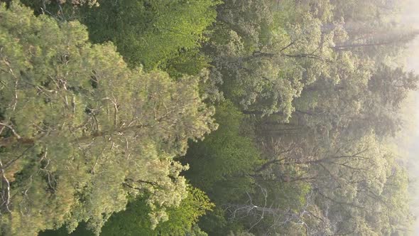 Vertical Video of a Green Forest on a Summer Day alt