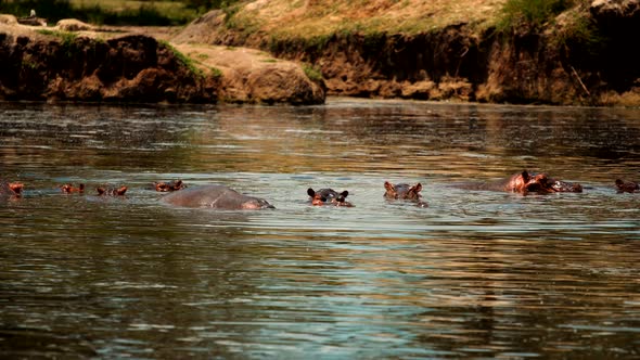 Many Hippopotamus Sitting In River. Couple Hippos Swim And Play In Lake Water. Tanzania Safari. alt
