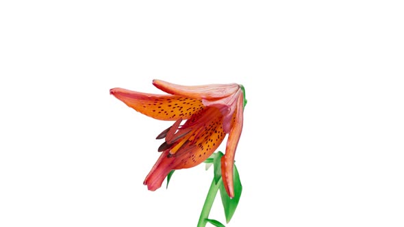 Opening Lily Time-Lapse In ProRes With Alpha Channel alt