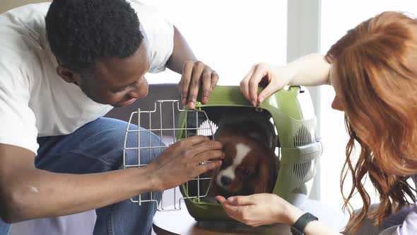 A Black Man Gave His Caucasian Wife a Cute Dog a Spaniel in a Carrier Bag alt