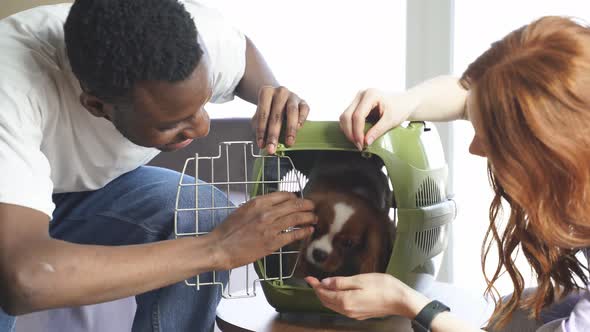 A Black Man Gave His Caucasian Wife a Cute Dog a Spaniel in a Carrier Bag