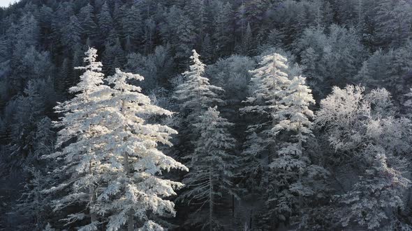 Winter Forest Nature Snow and Frost Covered Conifers Alpine Landscape alt