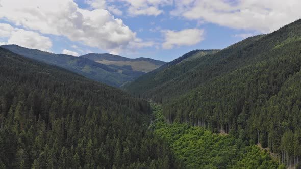 Located High in the Scenery of the Mountains There is a Dense Pine Forest alt