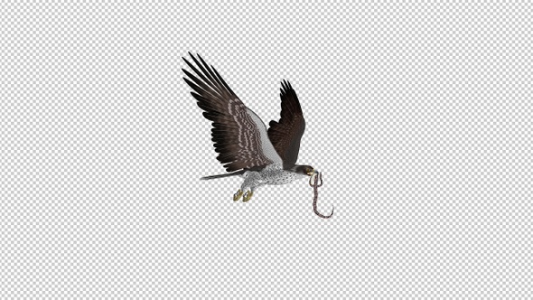 Snake Eagle with Caught Serpent - 4K Flying Transition - I