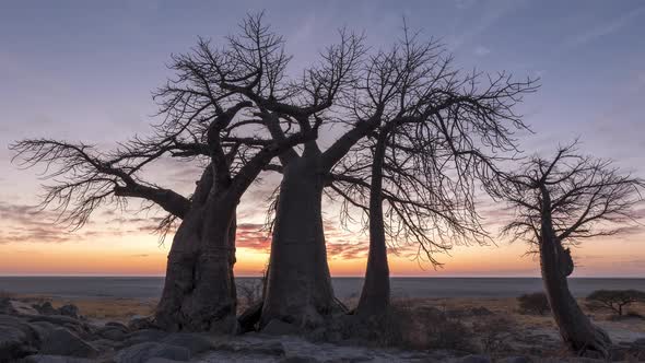 Beautiful Sunrise Behind The Baobab Trees In Kubu Island, Makgadikgadi Pan, Botswana. - timelapse alt