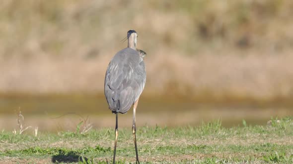 Great Blue Heron Swallows Trout