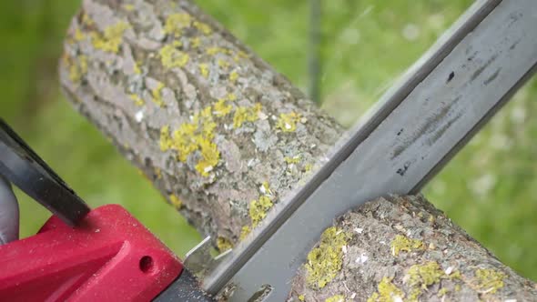 Vertical Shot Close Up Lumberjack Sawing Tree Saw in Motion Sawdust Fly to Sides Wood Work