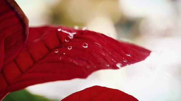 Water Droplet Falling On A Red Leaf
