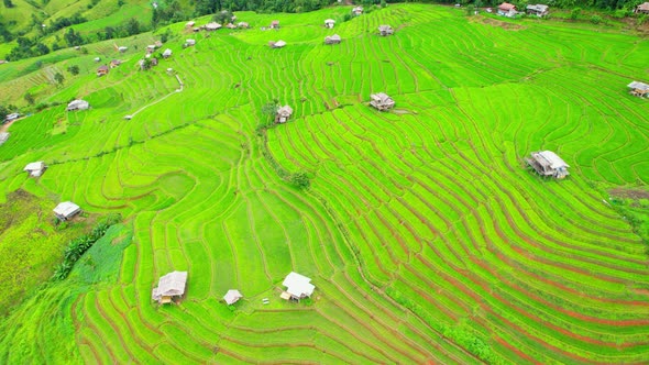 Aerial view of agriculture in rice fields for cultivation alt