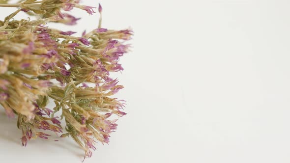 Centaurium erythraea flowers on white 4K 2160p 30fps UltraHD panning footage - Common European centa alt