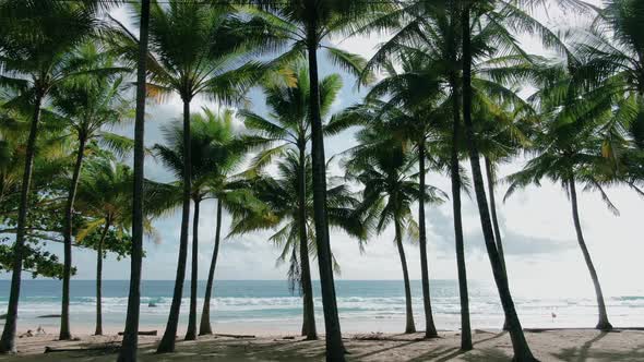 Coconuts Trees on the island beaches palms and sea and sunshine day on the summer day.