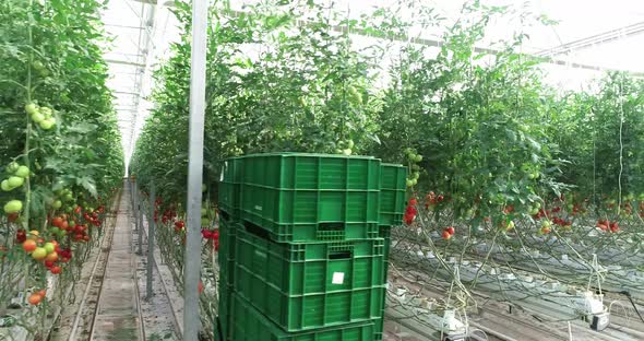 Tomato In The Greenhouse 