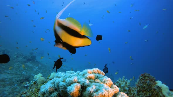 Underwater Colorful Butterfly-Fish alt