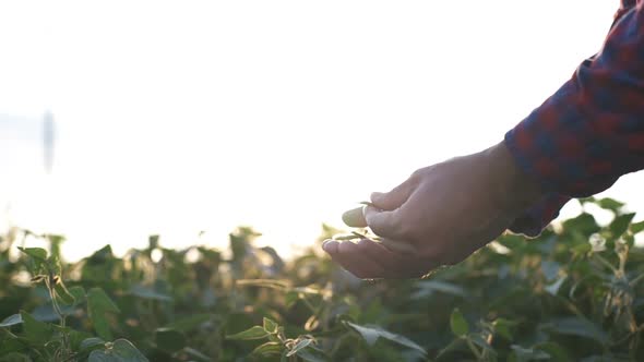 Green Leaves of Soy Bean in Hand