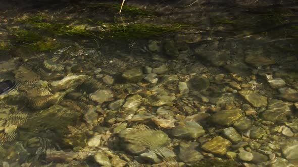 Kokanee Salmon spawning in a small river in Utah alt