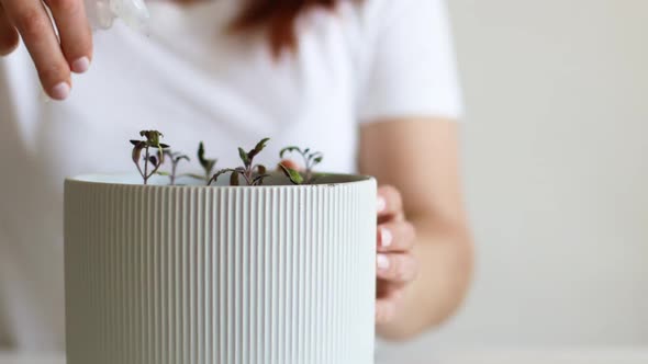 Female Hands Watering Green Seedlings with a Spray Bottle at Home alt