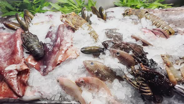 Close Up Footage of a Variety of Fresh Seafood on the Counter with Fine Crushed Ice Crabs Lobsters alt
