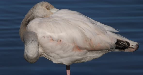 Young Greater Flamingos, Phoenicopterus roseus,Pont De Gau,Camargue, France alt