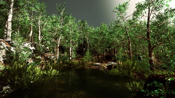 Summer Forest Landscape with Green Deciduous Trees on the Bank of the Small Pond alt