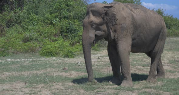 Close Up of Elephants in a Udawalawe National Park of Sri Lanka