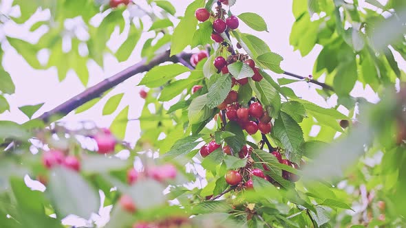 Many Red and Ripe Wild Cherry Fruits with Leaves Growing on a Tree