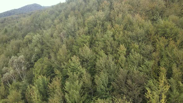 Trees in the Mountains Slow Motion. Aerial View of the Carpathian Mountains in Autumn. Ukraine alt