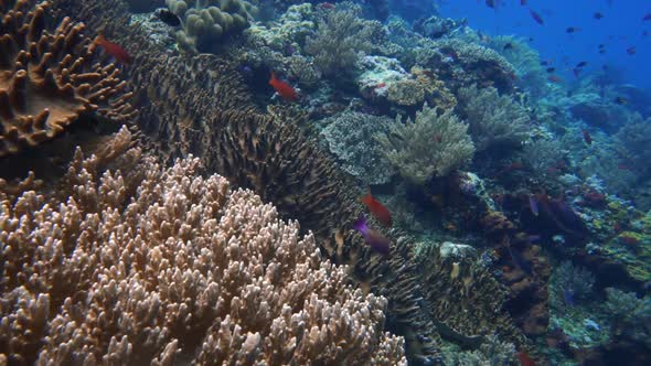Camera swiping over a colorful healthy coral reef in Indonesia. In the end of the clip you can spot alt
