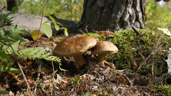 Male Hands Pluck Two Large White Edible Mushrooms