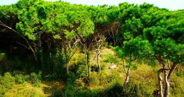Sunny Green Forest Against Beach Near Azure Sea in Spring alt
