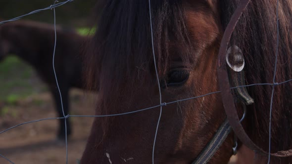 Horse Eye Close-up