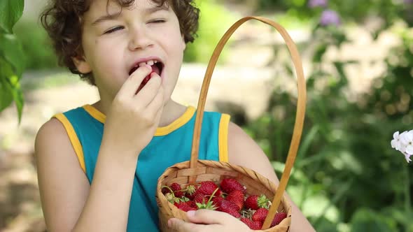 The boy gladly eats ripe berries of garden strawberries alt