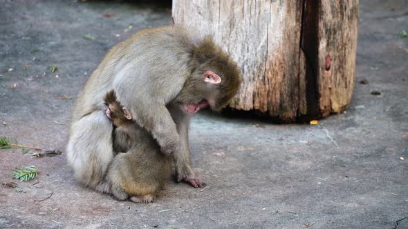 Japanese Macaques. Monkeys, Mother Cares for the Cub. alt