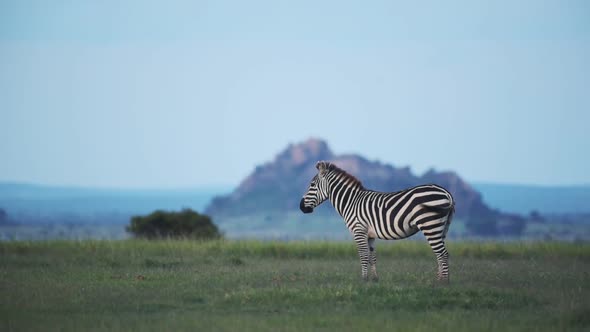Zebra standing and walking in a grassland, in the Kenyan savannah, Africa, at dusk alt