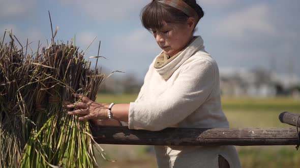 woman drying rice alt