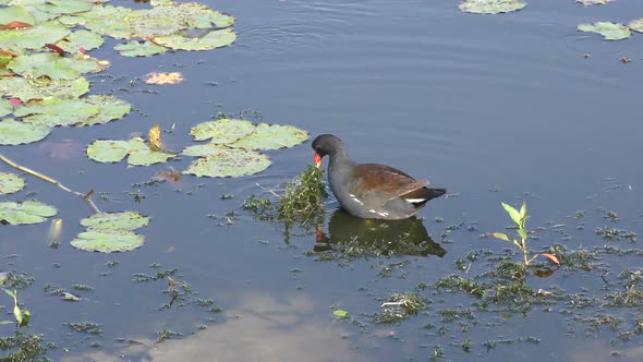  Common Gallinule In A Lake