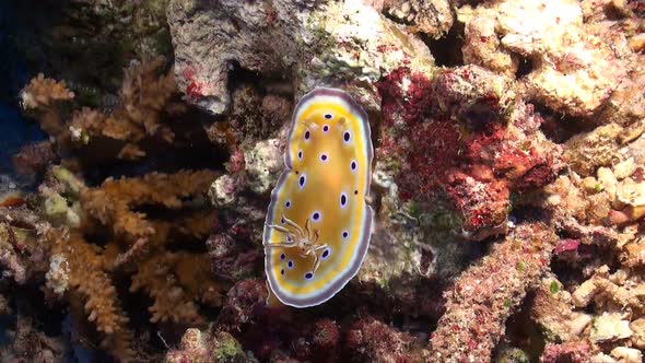 Nudibranch (Chromodoris Geminus) on a coral reef in the Red Sea alt