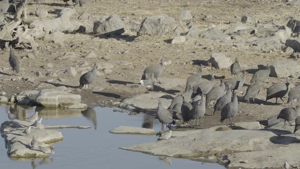 Guinea Fowls Drinking Water
