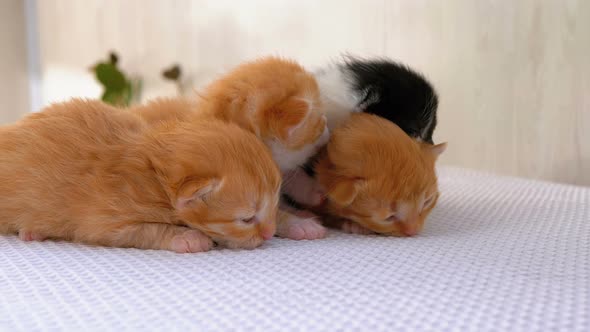 Little Fluffy Kittens Are Two Weeks Old, Crawling Around on a White Rug alt