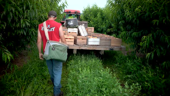 Tractor pulls away as fruit pickers follow the tractor to the next part of the orchard for picking. alt