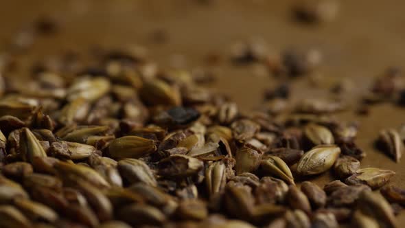 Rotating shot of barley and other beer brewing ingredients - BEER BREWING alt