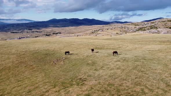 Three Darkcoloured Horses Grazing Dried Grass on a Mountain Pasture
