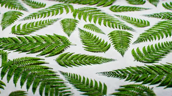 Seamless looping animation of green leaves of ferns on white background. alt