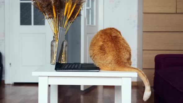 Cat Sitting On The Table Near Laptop