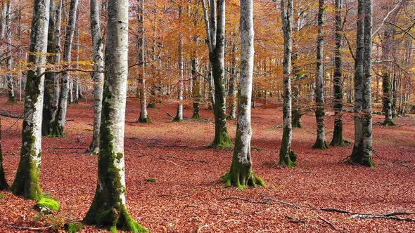 Beechwood in autumn. Urbasa-Andia Natural Park. Navarre, Spain.