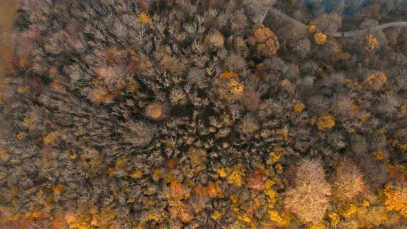 Autumn Forest Aerial Drone 4K alt