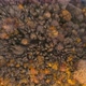Autumn Forest Aerial Drone 4K - VideoHive Item for Sale