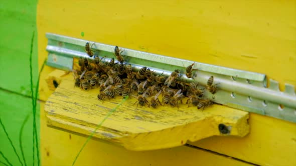 The Bees Fly Into the Hive alt