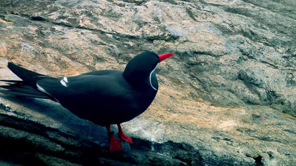 Inca Tern sea bird with red beak and legs preparing to take off from a rock surface, close up shot alt