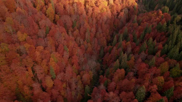 Aerial View of Colorful Autumn Forest at Sunrise